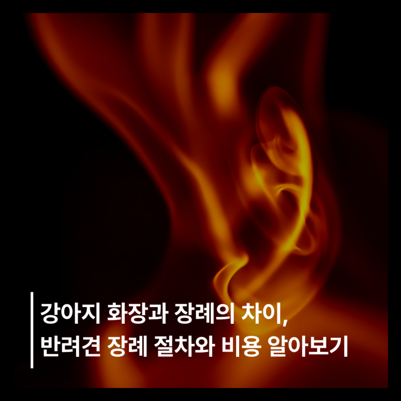 강아지 화장과 장례의 차이, 반려견 장례 절차와 비용 알아보기