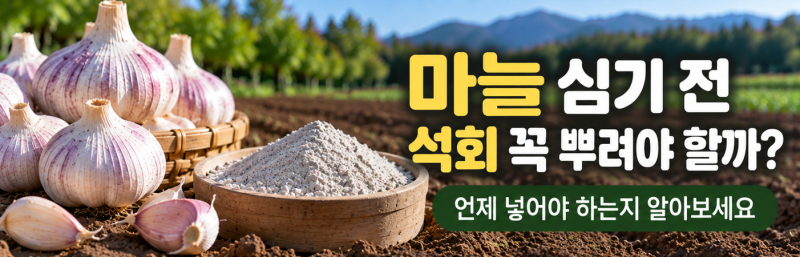 마늘 심기 전 석회 꼭 뿌려야 할까? 언제 넣어야 하는지