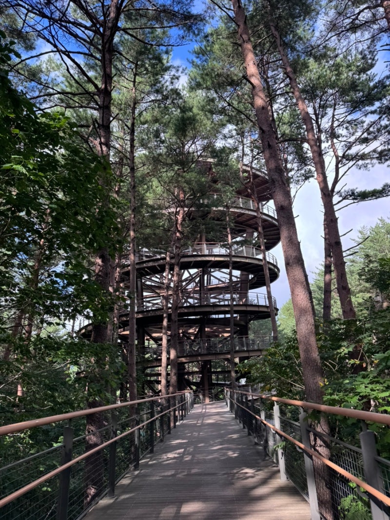 아이와 가기 좋은 태백산 하늘전망대 솔직 후기 (주차료/난이도/포토존)