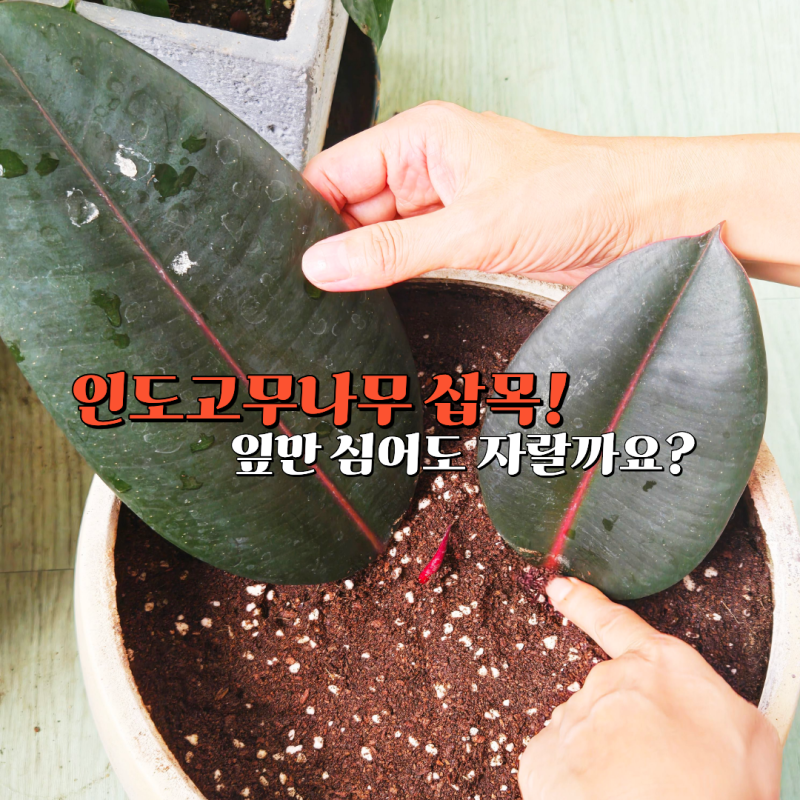 인도고무나무 삽목과 번식, 실패를 줄이는 관리 요령