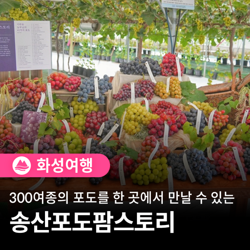 300여 종의 포도를 한곳에서! 경기도 대표 포도농장, 송산포도팜스토리