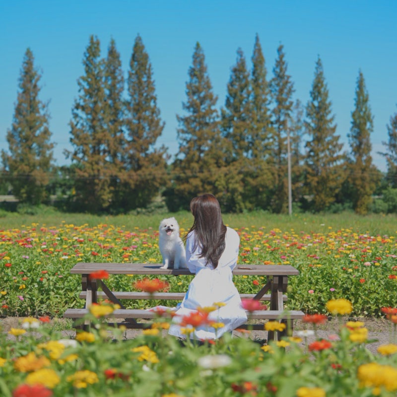 인천 가볼만한곳 계양 아라온 백일홍 인천 데이트코스 추천