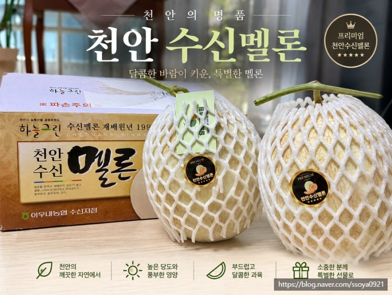 천안수신달콤멜론농원 멜론 별로 안 좋아하는 제가 맛있게 먹은 수신멜론