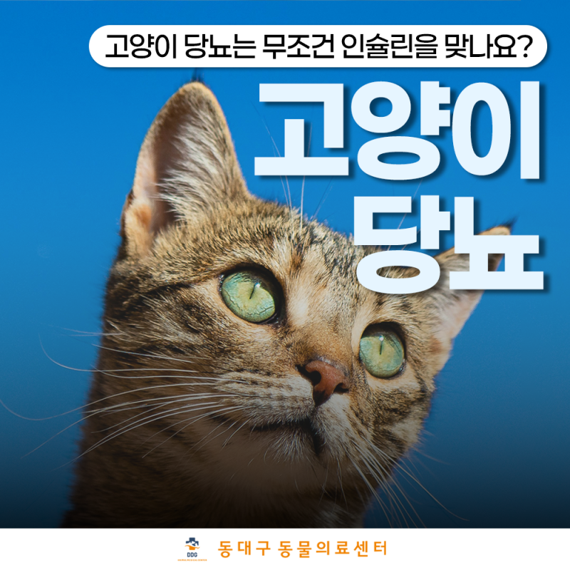 고양이 당뇨 인슐린, 언제까지 계속 맞아야 할까요? 사료부터 혈당 관리까지