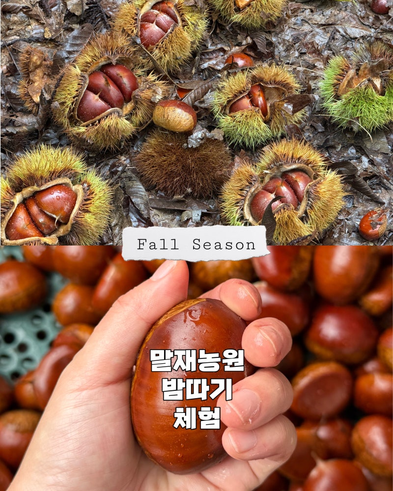 [말재농원] 공주 밤체험, 가족끼리 망 꾹꾹 눌러 담은 밤줍기 후기