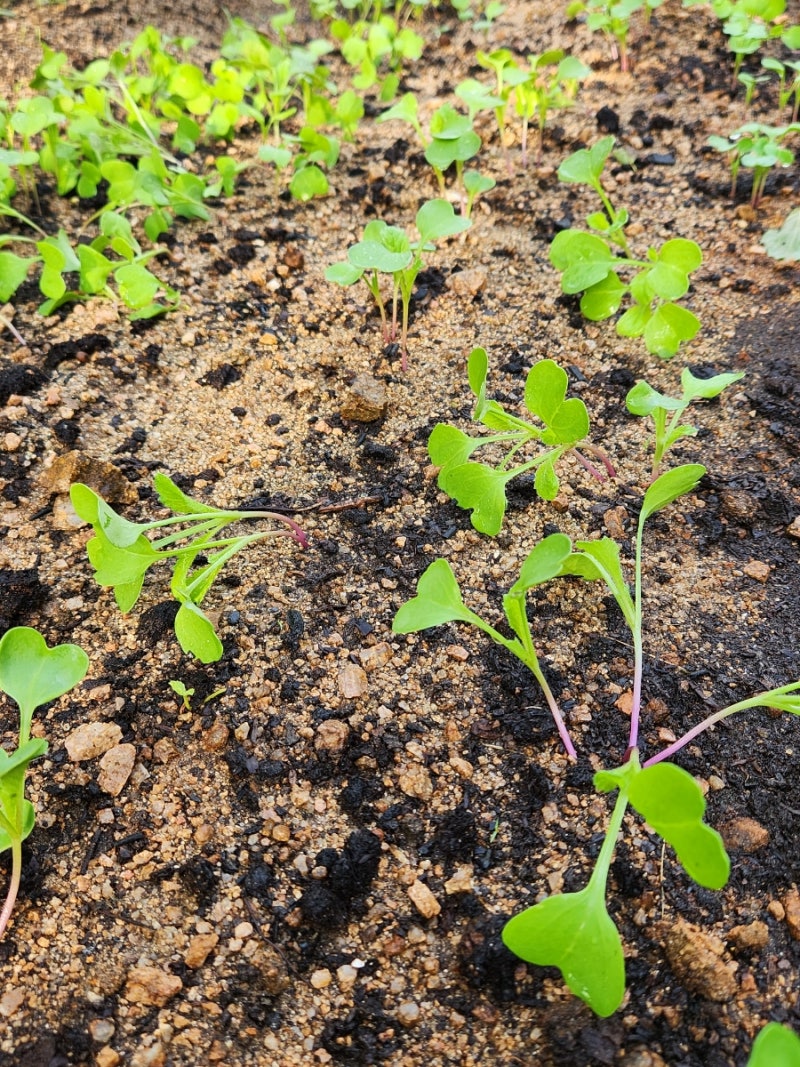 김장 무 파종 후 무 순 솎아내기(무 순 솎는 시기와 간격, 웃거름 주기, 물 주기), 솎아낸 무 ....