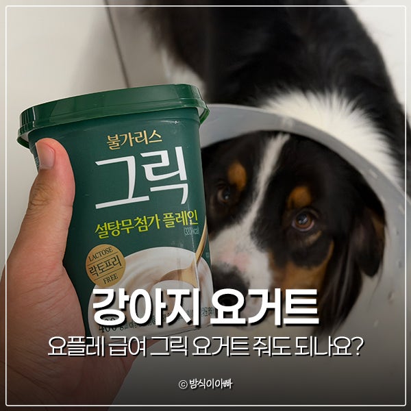 강아지 요플레 급여 그릭 요거트 줘도 되나요? 먹어도 괜찮을까