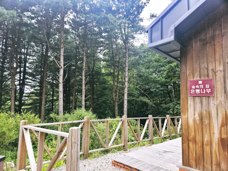 청태산자연휴양림 숲속의집 은행나무, 휴양림 둘러보기