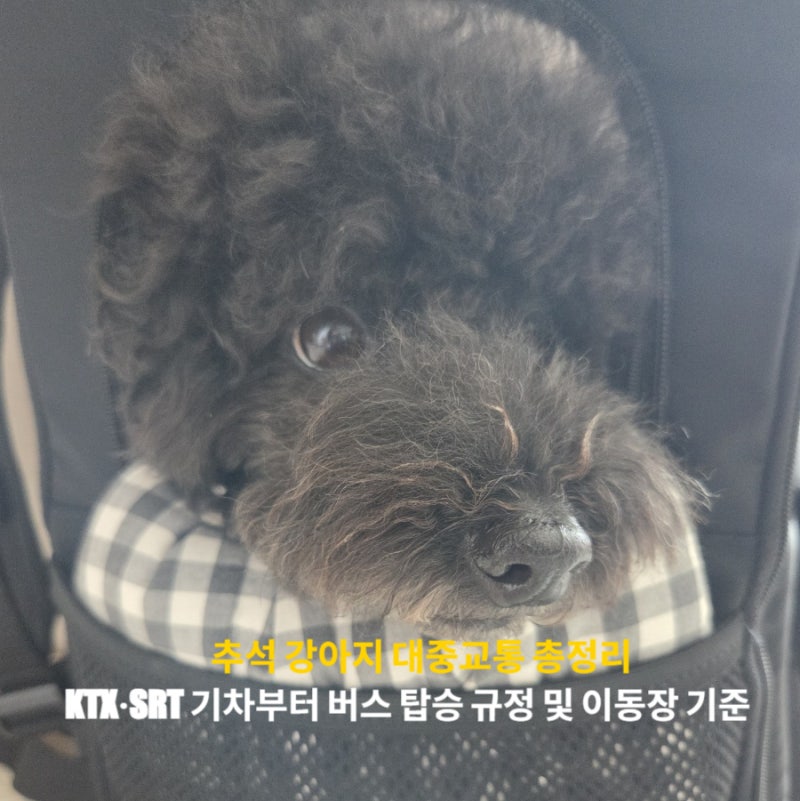 추석 강아지 대중교통 총정리 ! KTX·SRT 기차부터 버스 탑승 규정 및 이동장 기준