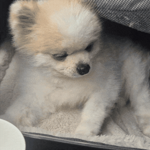 강아지 혈압 정상수치, 고혈압이면 어떤 문제가 생길까요?