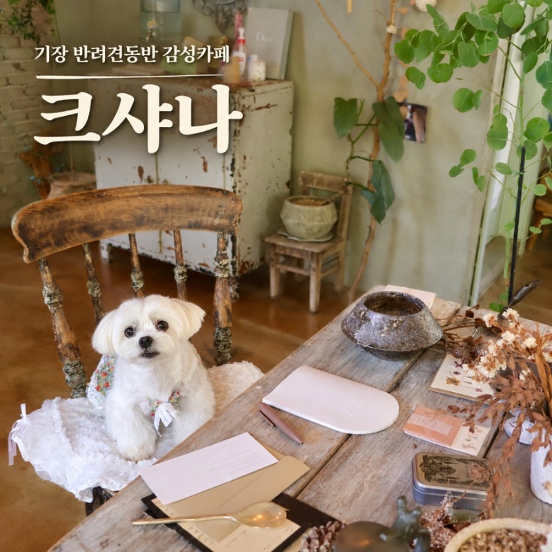 기장 반려견동반카페 추천,분위기 좋은 감성카페 크샤나