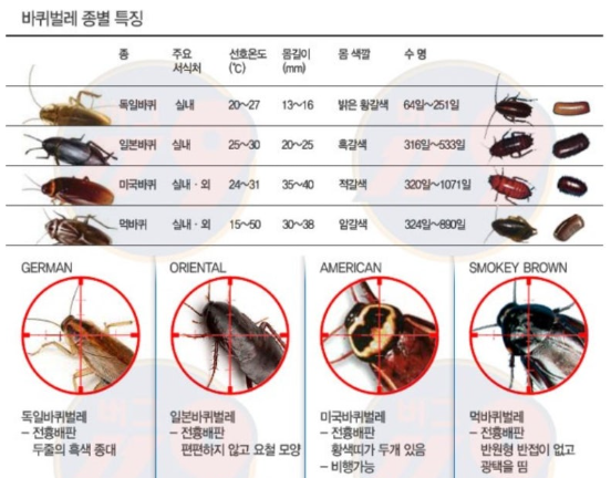 바퀴벌레 퇴치 종류 상관없이 살충제로 제거 없애는법은 어렵습니다