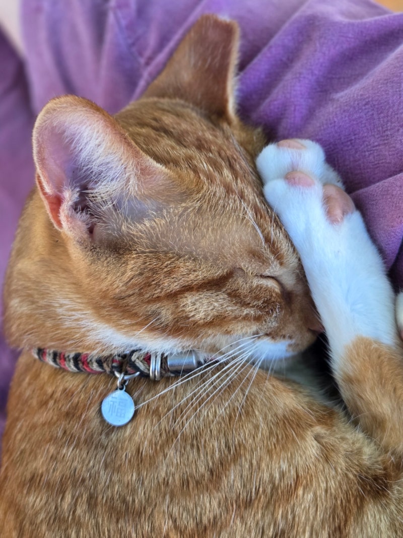 Playing Alone | Myojeoksa Temple Stay: 2-Day Relaxing Program Review! Accommodation, Meals, Cats, and Walks - Part 2 -