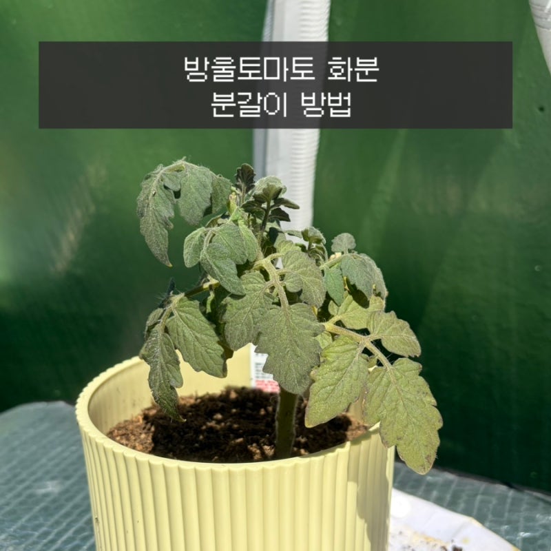 방울토마토 분갈이 방법 다이소 분갈이흙 배양토 상토 고르는 법