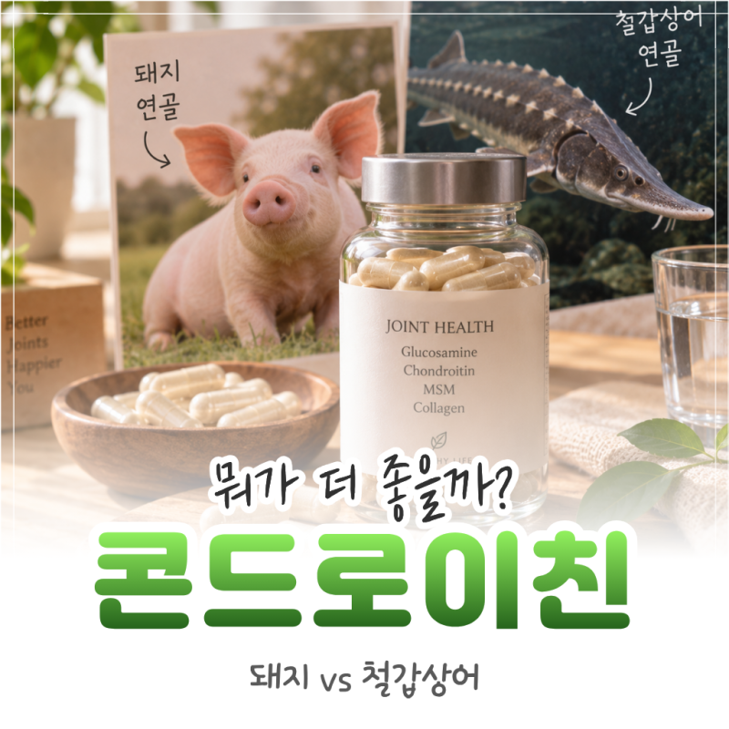 돼지연골 콘드로이친과 철갑상어 차이, 어떤 걸 골라야 할까?