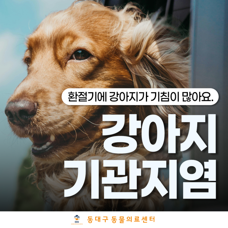 강아지 환절기 기관지염, 기침이 계속된다면 확인해 보세요