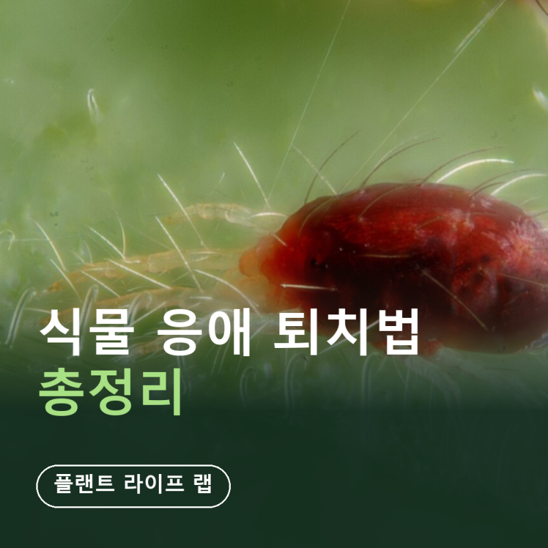 식물 응애 퇴치법 총정리 (흰 반점 증상·A4 종이 확인방법·9월 실내 들이기 전 검역)