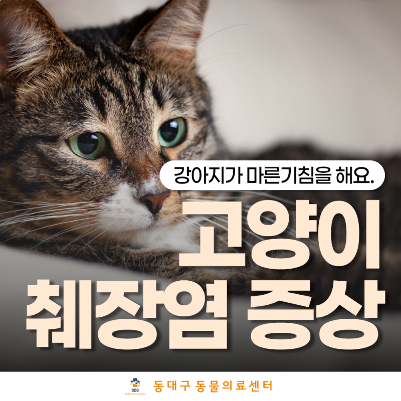 고양이 췌장염 설사, 단순 장 문제와 어떻게 구분할까요?