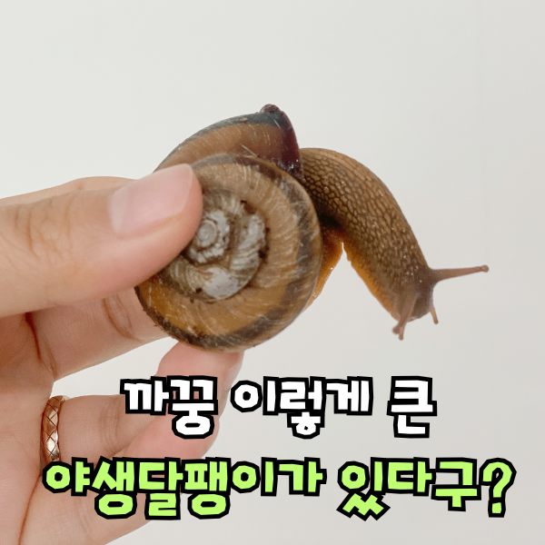 야생 동양 달팽이 키우기, 달팽이 눈 이빨 갯수 몇개?