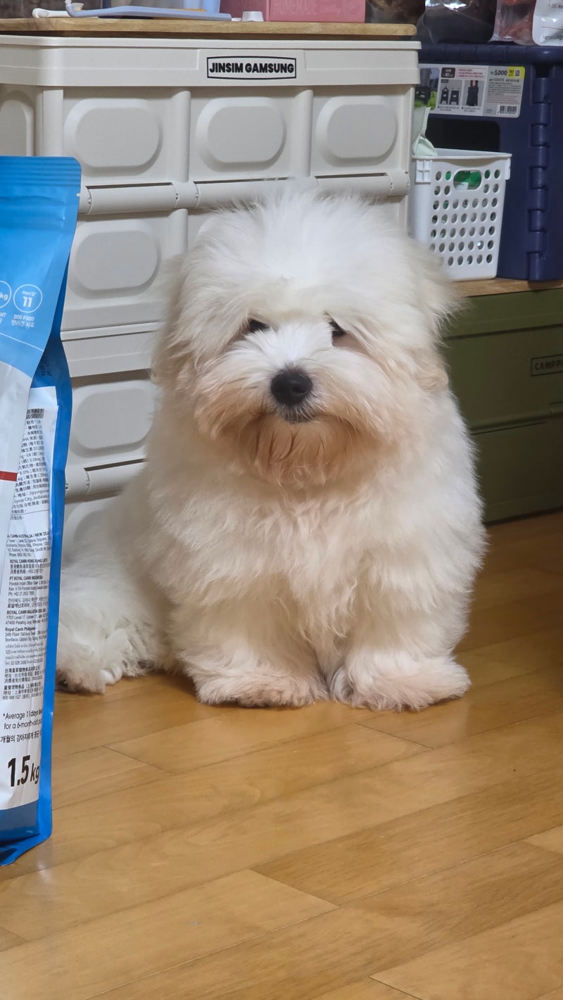 강아지 유선종양 증상,원인 및 수술 방법 및 암 예방법