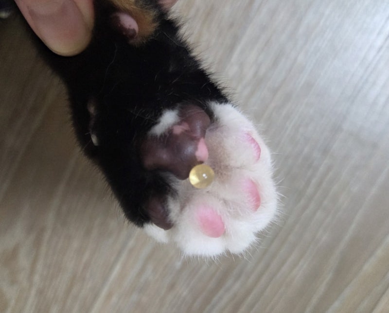 고양이 초미니 오메가3 추천, 알약 잘 뱉는 고양이 급여 후기
