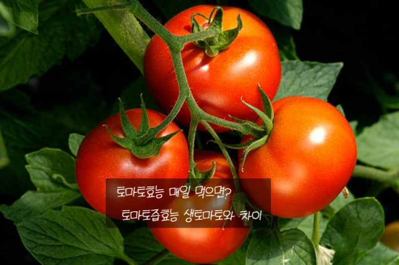 토마토효능 매일 먹으면? 토마토즙효능 생토마토와 차이