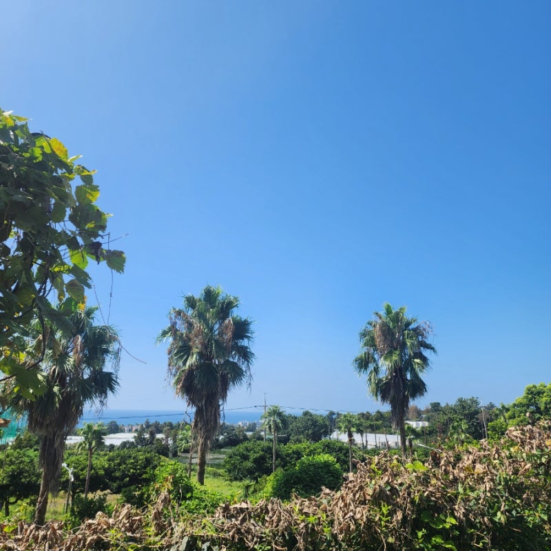[9월 8일 화요일] 제주도 날씨 서귀포 실시간 옷차림 추천 맑고 선선해진 가을바람 한라산 주....