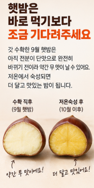 햇밤 보관법, 그냥 냉장고에 넣으면 안 되는 이유｜생밤 오래 보관하는 방법