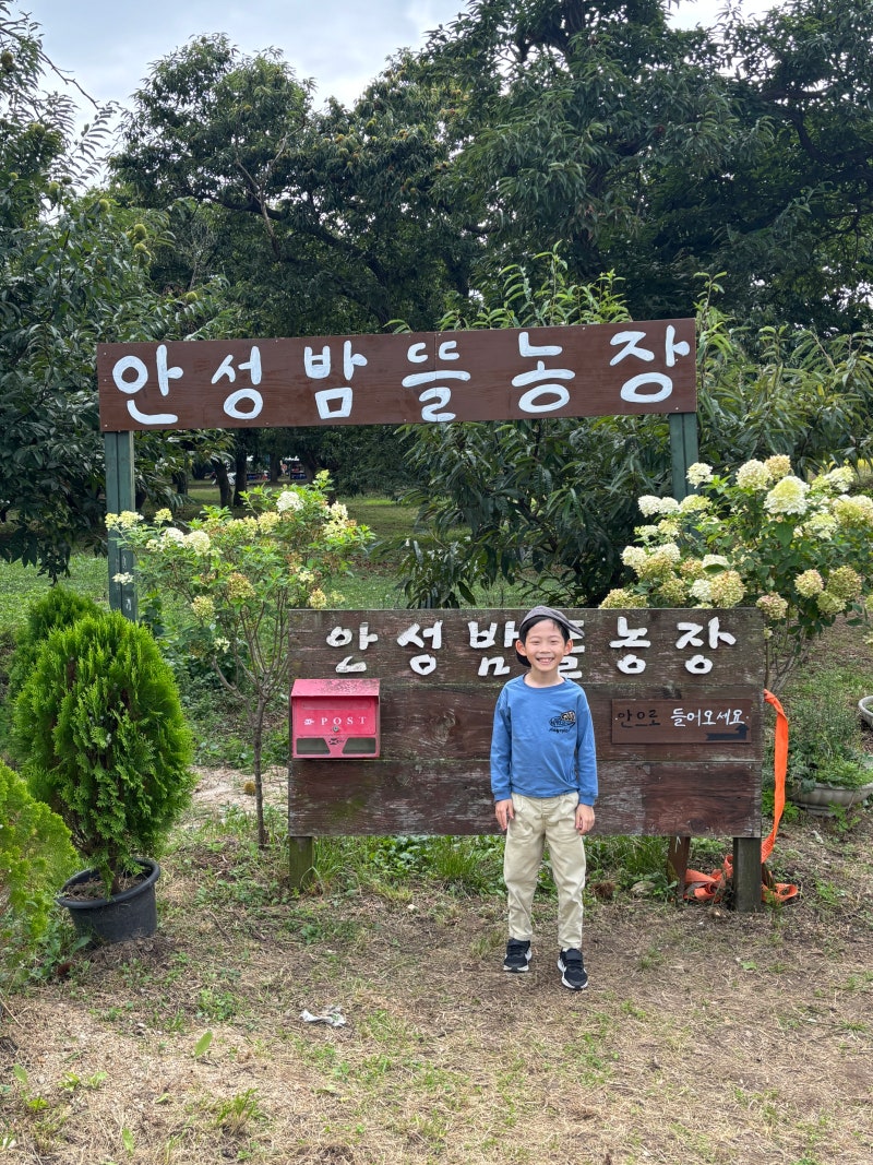 아이와 가을 나들이 추천, 서울 근교 ‘안성 밤뜰농장’ 밤 줍기 체험 예약팁