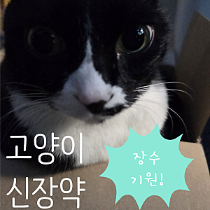 고양이 평균수명 30년기원! 고양이 신부전 AIM 주사제 일본 승인 현황 & 한국 도입 시기 예측!
