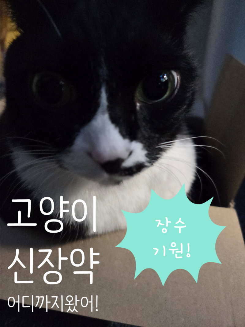 고양이 평균수명 30년기원! 고양이 신부전 AIM 주사제 일본 승인 현황 & 한국 도입 시기 예측!