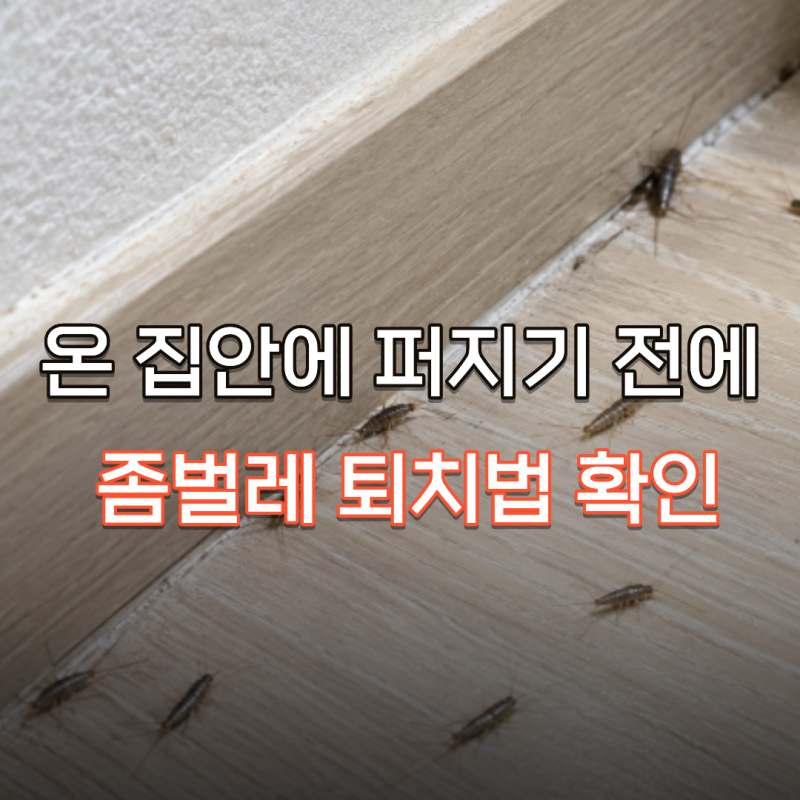 순식간에 온 집안에 퍼지는 좀벌레 확실하게 없애는 법은?