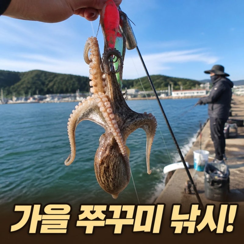 가을철 쭈꾸미낚시 즐기기 좋은 시기와 포인트