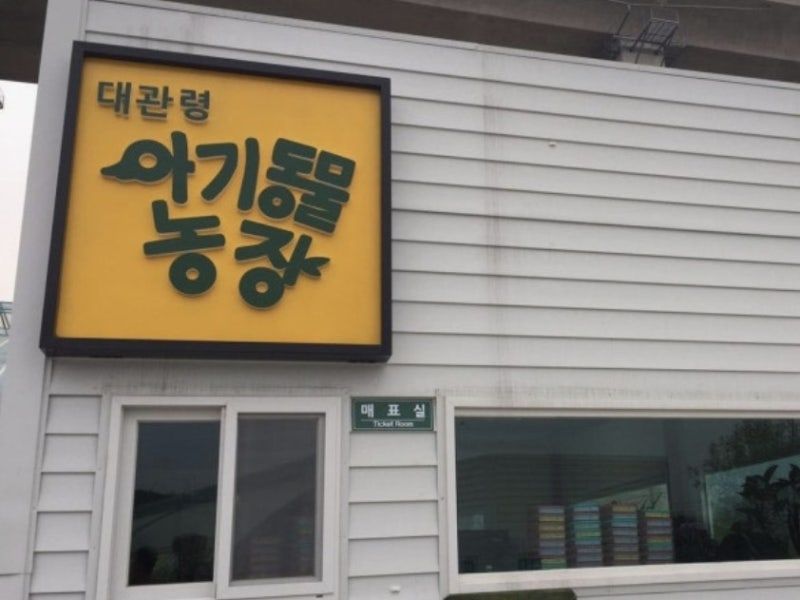 평창 아이와 가볼만한곳 대관령아기동물농장 먹이주기부터 송아지 우유주기까지