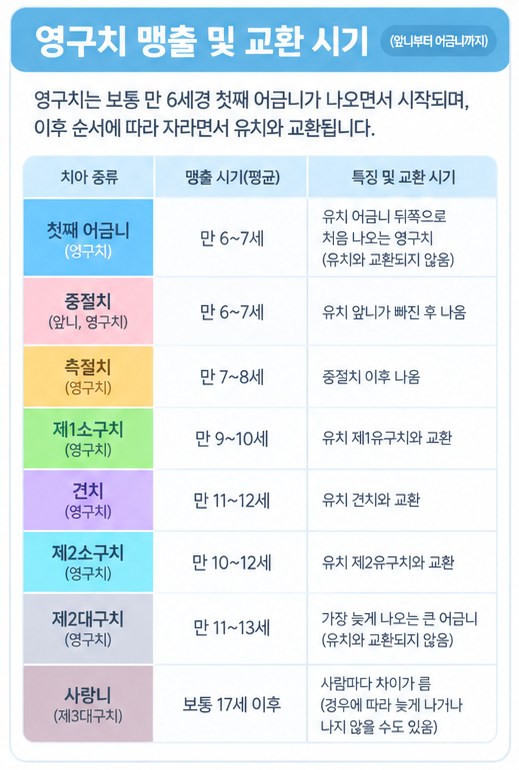 영구치 나는 순서와 유치 빠지는 시기표 총정리 (부모 필수 가이드)