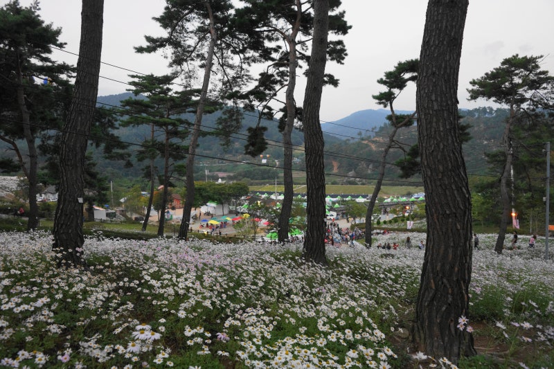 〔정읍시〕 제12회 정읍 구절초축제(2)