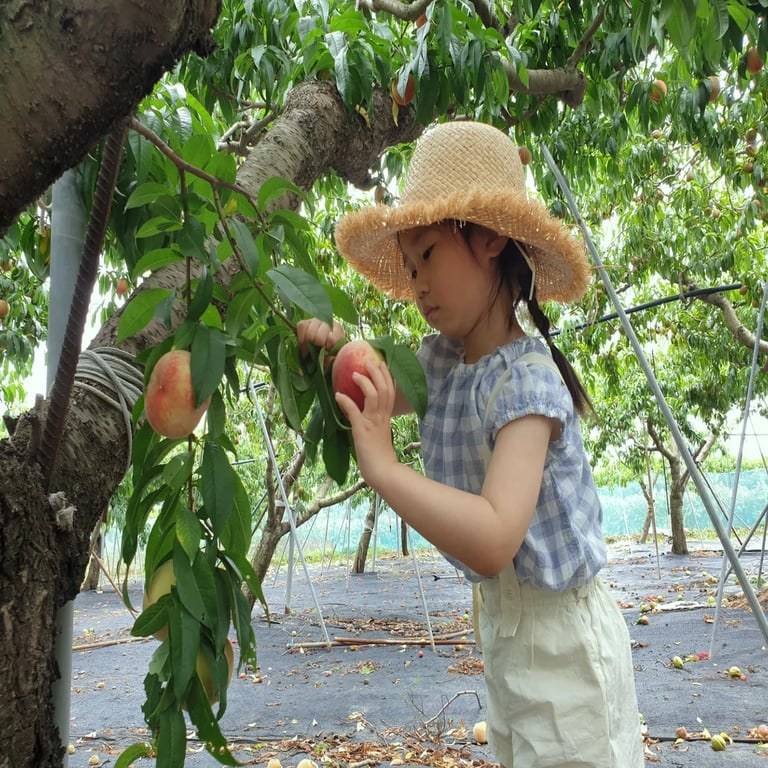 영천 황도 복숭아 말랑이 3kg 은희복숭아 달콤한 과즙 솔직 후기 추천