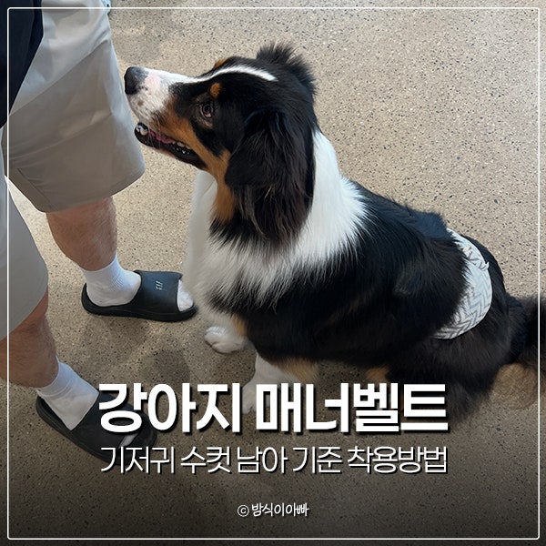 강아지 매너벨트 기저귀 수컷 남아 기준 착용방법