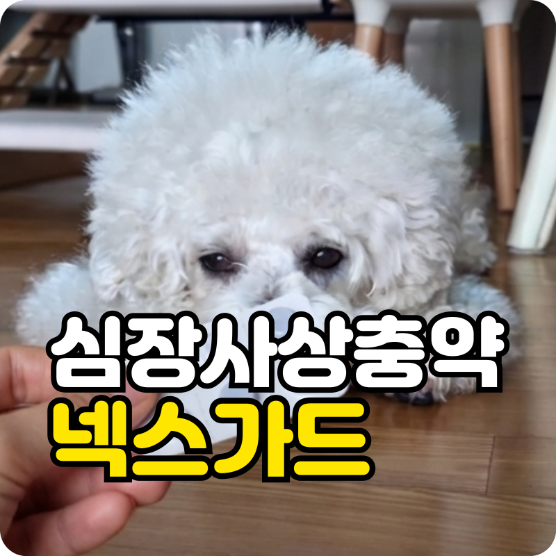 강아지 심장사상충약 넥스가드 스펙트라, 투약 주기와 주의사항 완벽 정리