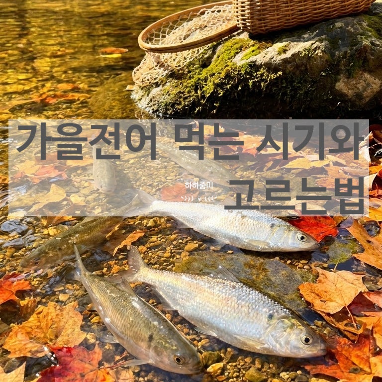 전어 제철 언제부터? 9월 가을전어 맛있게 먹는 시기와 고르는법