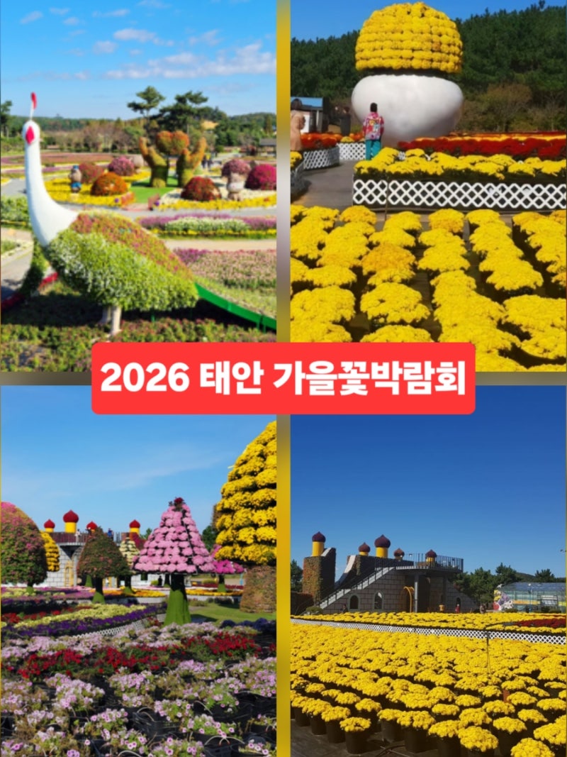 태안 가볼만한곳 가을꽃축제 가을꽃박람회 태안 여행 코스