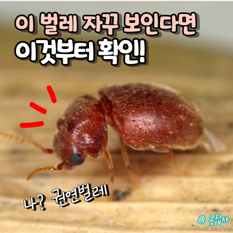 권연벌레 한 마리 잡았는데 또 나온다? 집사가 놓친 것은 바로 이것!
