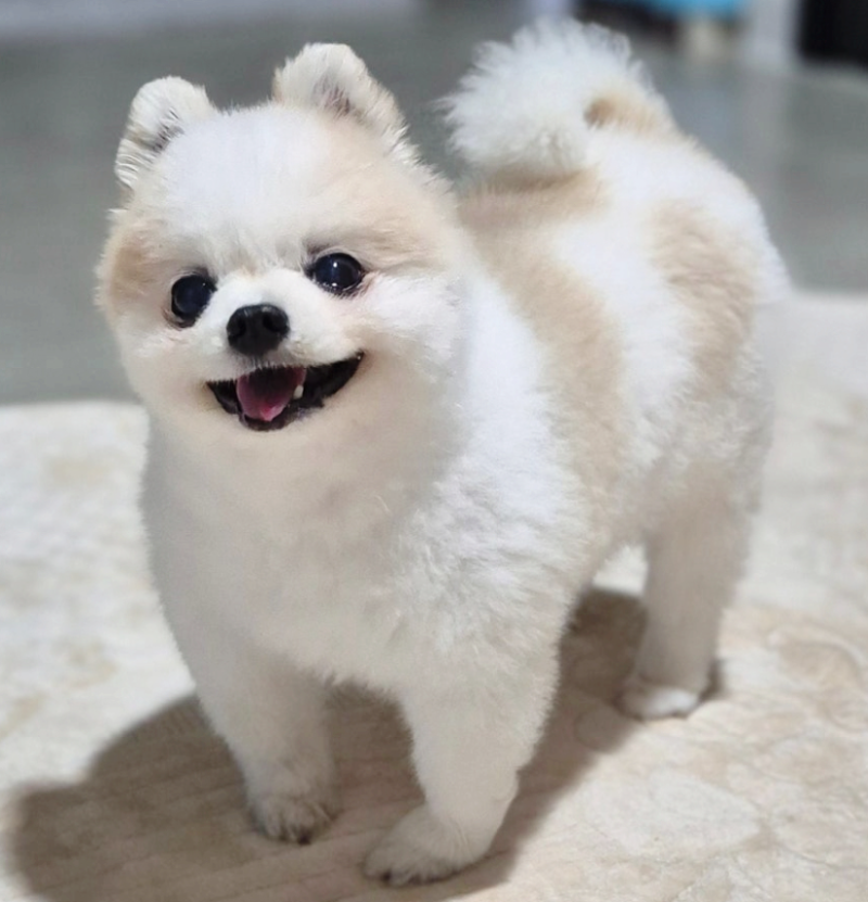 강아지 관절염 증상과 치료, 약과 주사는 어떻게 다를까요?