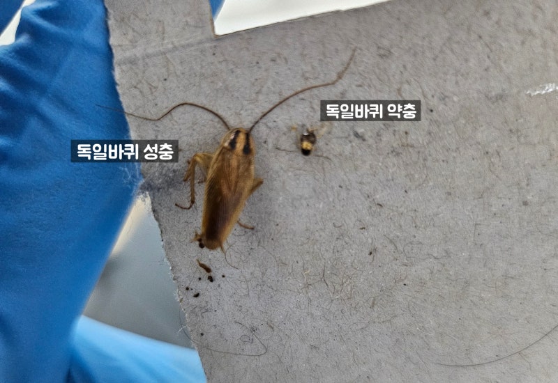 독일바퀴의 특징과 퇴치 방법 및 예방법 / 약충 성충 생김새 자세히 확인 / 독일바퀴와 그리....