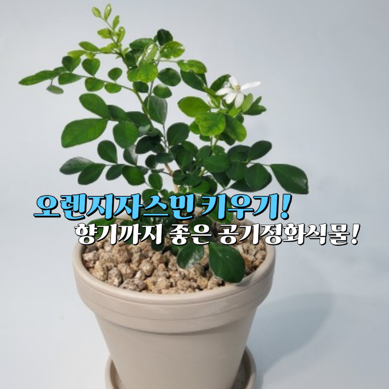 오렌지자스민 키우기, 향기 좋은 공기정화식물로 인기인 이유