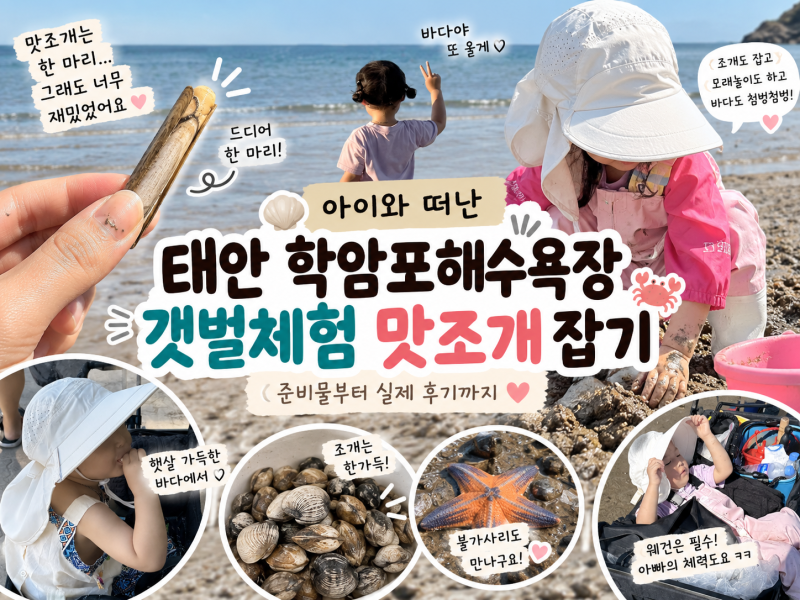 태안 갯벌체험 아이와 학암포해수욕장 맛조개 잡기 준비물 후기