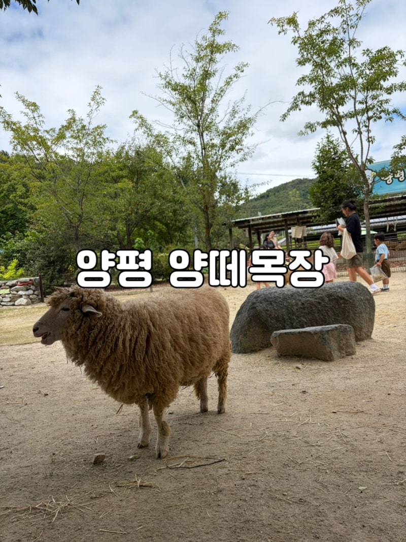 양평 아이랑 갈만한 곳 [양평 양떼목장] 자연 속에서 먹이 체험하고 아이들 체력 빼기 좋은 ....