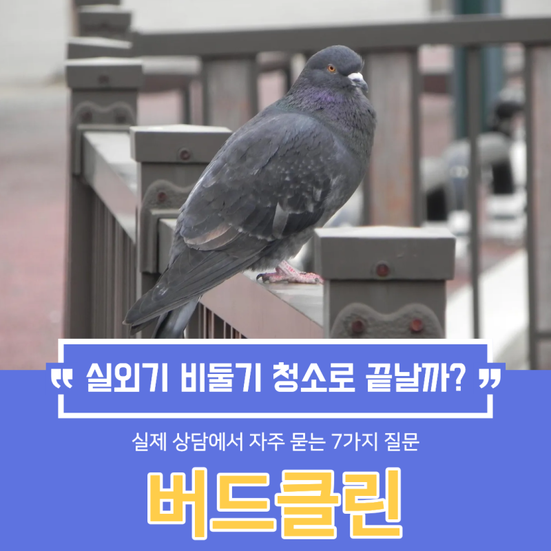 실외기 비둘기 청소만 끝이 아닌 이유와 퇴치 방법
