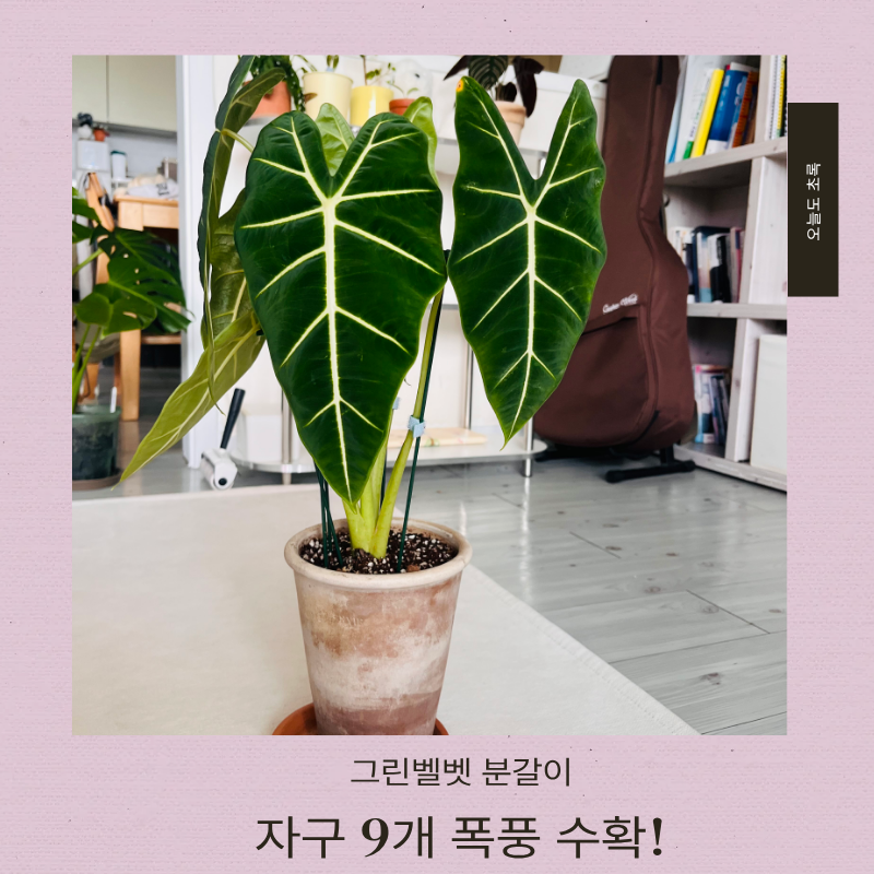 알로카시아 프라이덱 그린벨벳 분갈이, 뿌리 꽉 찬 화분에서 자구 9개 수확!