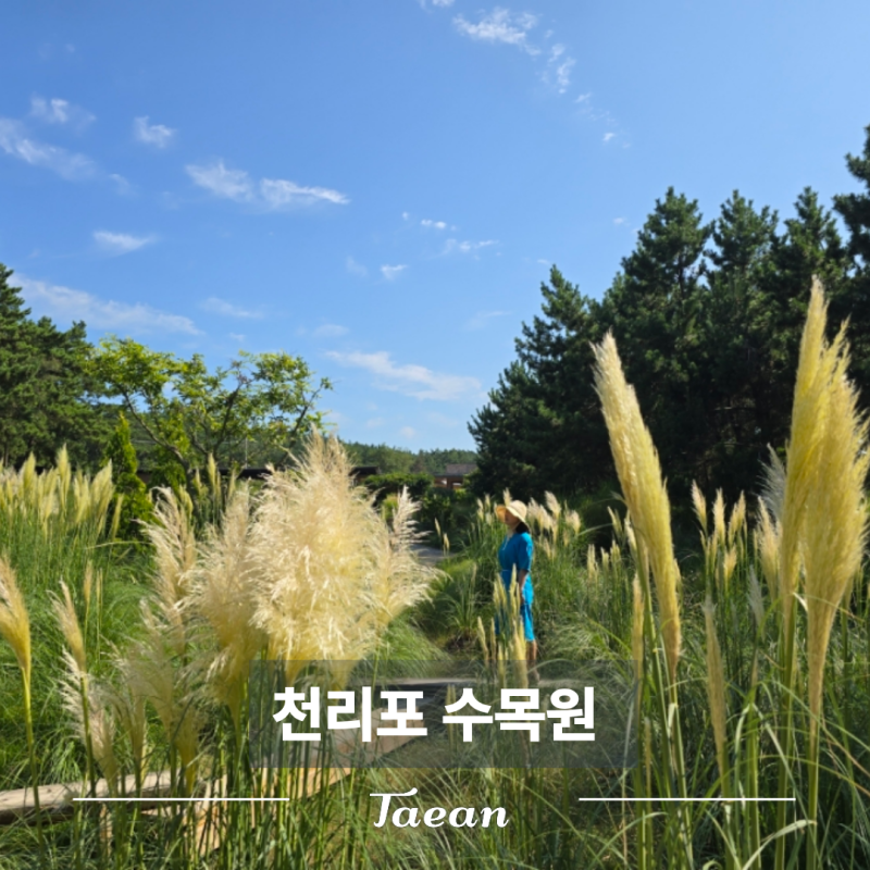 충남 가을 여행 가볼만한곳 / 태안 팜파스 꽃구경 명소 천리포 수목원 입장료 할인 힐링 산책....